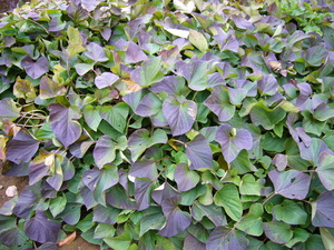 Nursery_2010-11-15 004.jpg